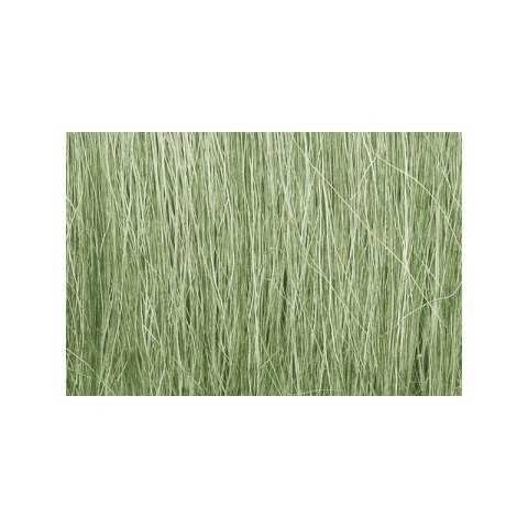 Woodland WFG173 Trzcina - Light Green Field Grass