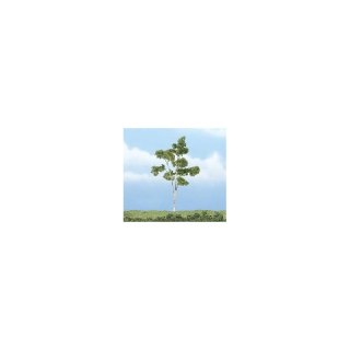 Woodland WTR1616 4 1/8" Prem Paper Birch 1/Pk