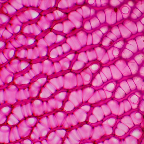 MAGUS Mikroskop biologiczny MAGUS Bio 230BL MAGUS Mikroskop biologiczny MAGUS Bio 230BL