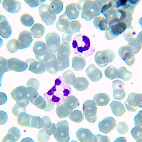 MAGUS Mikroskop biologiczny MAGUS Bio 230BL MAGUS Mikroskop biologiczny MAGUS Bio 230BL