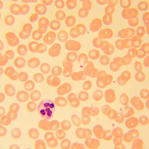 MAGUS Mikroskop biologiczny MAGUS Bio 230B MAGUS Mikroskop biologiczny MAGUS Bio 230B