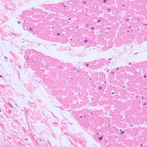 MAGUS Mikroskop biologiczny MAGUS Bio 230TL MAGUS Mikroskop biologiczny MAGUS Bio 230TL