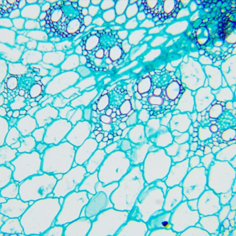 MAGUS Mikroskop biologiczny MAGUS Bio 240B MAGUS Mikroskop biologiczny MAGUS Bio 240B