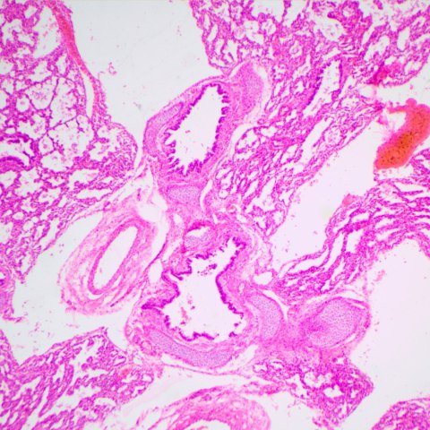 MAGUS Mikroskop biologiczny MAGUS Bio 240B MAGUS Mikroskop biologiczny MAGUS Bio 240B