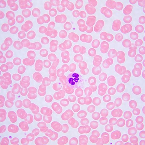 MAGUS Mikroskop biologiczny MAGUS Bio 240B MAGUS Mikroskop biologiczny MAGUS Bio 240B