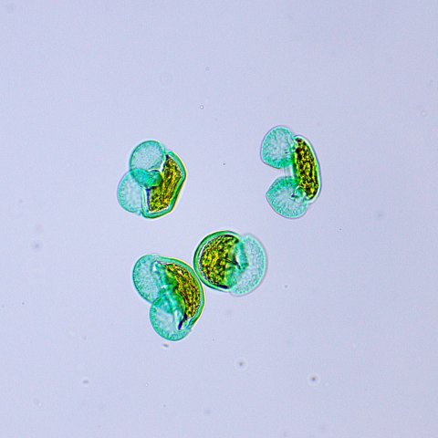 MAGUS Mikroskop biologiczny MAGUS Bio 250BL MAGUS Mikroskop biologiczny MAGUS Bio 250BL