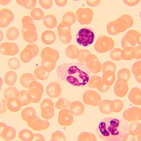 MAGUS Mikroskop biologiczny MAGUS Bio 250B MAGUS Mikroskop biologiczny MAGUS Bio 250B