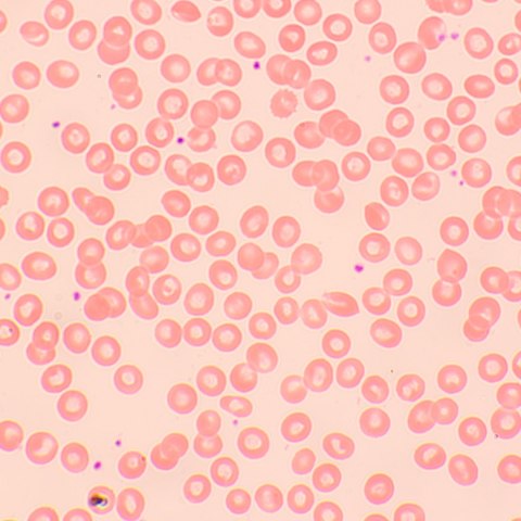 MAGUS Mikroskop biologiczny MAGUS Bio 250TL MAGUS Mikroskop biologiczny MAGUS Bio 250TL