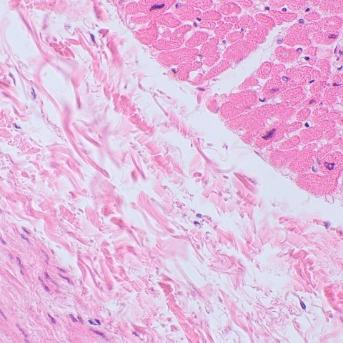 MAGUS Mikroskop biologiczny MAGUS Bio 250TL MAGUS Mikroskop biologiczny MAGUS Bio 250TL