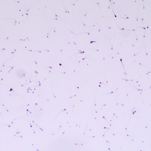 MAGUS Mikroskop biologiczny MAGUS Bio 260T MAGUS Mikroskop biologiczny MAGUS Bio 260T