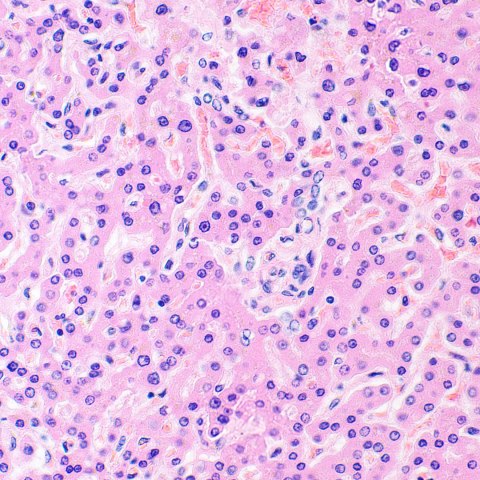 MAGUS Mikroskop biologiczny MAGUS Bio 290T MAGUS Mikroskop biologiczny MAGUS Bio 290T