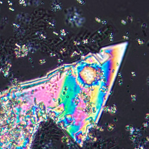 MAGUS Mikroskop polaryzacyjny cyfrowy MAGUS Pol D800 MAGUS Mikroskop polaryzacyjny cyfrowy MAGUS Pol D800