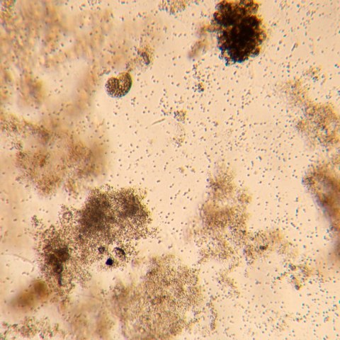 MAGUS Odwrócony mikroskop biologiczny MAGUS Bio V350 MAGUS Odwrócony mikroskop biologiczny MAGUS Bio V350