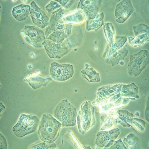 MAGUS Odwrócony mikroskop biologiczny MAGUS Bio V360 MAGUS Odwrócony mikroskop biologiczny MAGUS Bio V360