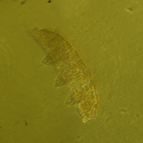 MAGUS Odwrócony mikroskop biologiczny MAGUS Bio V360 MAGUS Odwrócony mikroskop biologiczny MAGUS Bio V360