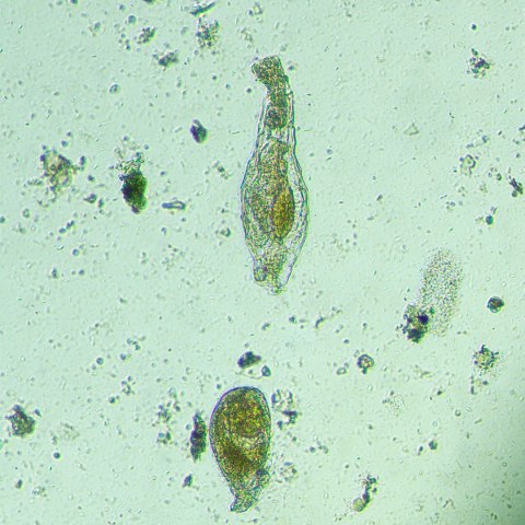 MAGUS Odwrócony mikroskop biologiczny cyfrowy MAGUS Bio VD300 LCD MAGUS Odwrócony mikroskop biologiczny cyfrowy MAGUS Bio VD300 LCD