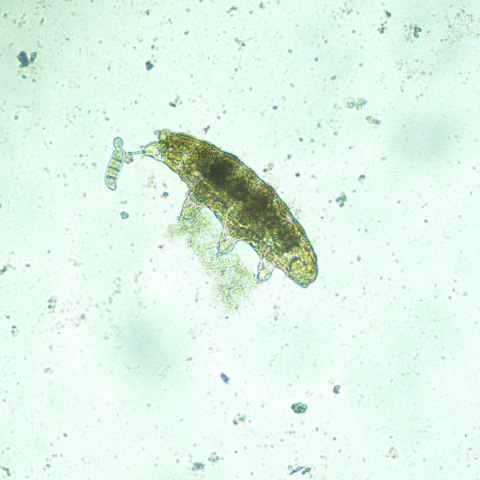 MAGUS Odwrócony mikroskop biologiczny сyfrowy MAGUS Bio VD300 MAGUS Odwrócony mikroskop biologiczny сyfrowy MAGUS Bio VD300