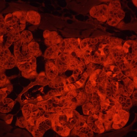 MAGUS Odwrócony mikroskop fluorescencyjny cyfrowy MAGUS Lum VD500L LCD