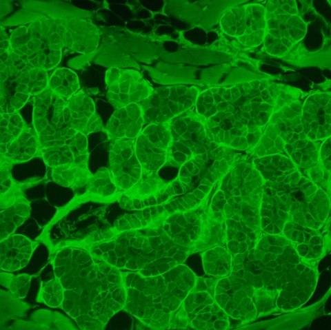 MAGUS Odwrócony mikroskop fluorescencyjny cyfrowy MAGUS Lum VD500L MAGUS Odwrócony mikroskop fluorescencyjny cyfrowy MAGUS Lum VD500L