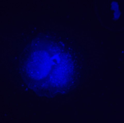 MAGUS Odwrócony mikroskop fluorescencyjny cyfrowy MAGUS Lum VD500L MAGUS Odwrócony mikroskop fluorescencyjny cyfrowy MAGUS Lum VD500L