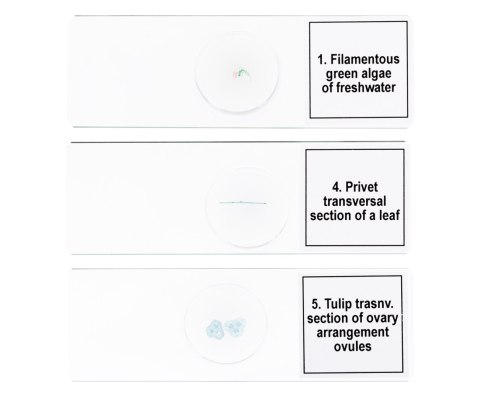 Discovery Zestaw mikropreparatów Levenhuk Discovery Prof DPS 5. „Biologia"
