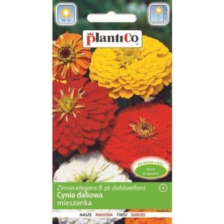 PLATINET NASIONA CYNIA DALIOWA ZINNIA ELEGANS SEEDS 1 G
