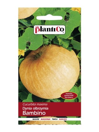 PLATINET NASIONA DYNIA OLBRZYMIA BAMBINO CUCURBITA MAXIMA BAMBINO SEEDS 5 G