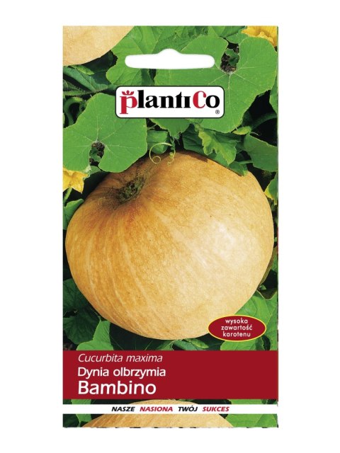 PLATINET NASIONA DYNIA OLBRZYMIA BAMBINO CUCURBITA MAXIMA BAMBINO SEEDS 5 G