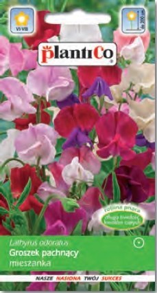 PLATINET NASIONA GROSZEK PACHNĄCY SWEET PEA SEEDS 3 G