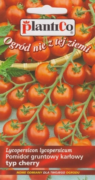 PLATINET NASIONA POMIDOR GRUNTOWY MASKOTKA SOLANUM LYCOPERSICUM SEEDS 0,5 G