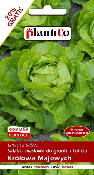 PLATINET NASIONA SAŁATA MASŁOWA LETTUCE SEEDS 1 G