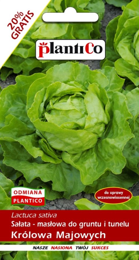 PLATINET NASIONA SAŁATA MASŁOWA LETTUCE SEEDS 1 G