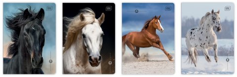 Zeszyt A5 16 kartek kolorowa linia 70g UV Wild Horses Interdruk