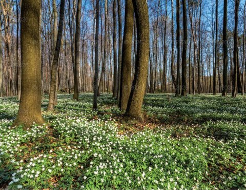 Kalendarz 13 planszowy A3 Lasy polskie LUCRUM RW06