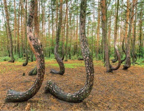 Kalendarz 13 planszowy A3 Lasy polskie LUCRUM RW06
