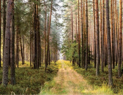 Kalendarz 13 planszowy A3 Lasy polskie LUCRUM RW06