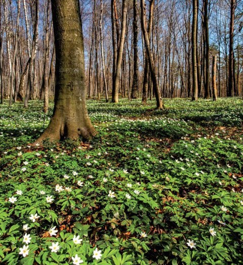 Kalendarz 13 planszowy A3 Polska magiczna LUCRUM RW02