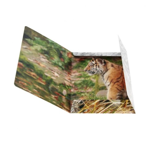 Teczka z gumką A4 Wild Animal2 STARPAK 559730