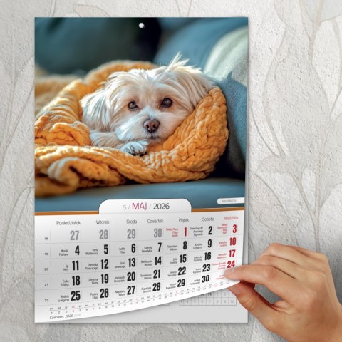 KALENDARZ 6 PLANSZ A4 PSY OP