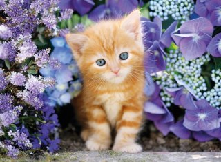 Puzzle Clementoni 500 elementów Ginger Cat 30415