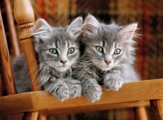 Puzzle Clementoni 500 elementów Kittens 30545