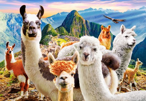 Puzzle 1000 elementów Llamas Selfie CASTORLAND C-104758