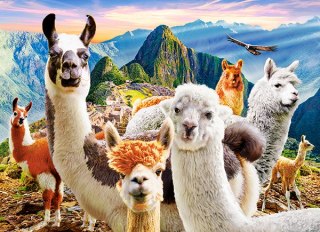 Puzzle 200 elementów Llamas Selfie CASTORLAND B-222193