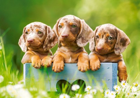 Puzzle 500 elementów Cute Dachshunds CASTORLAND B-53605