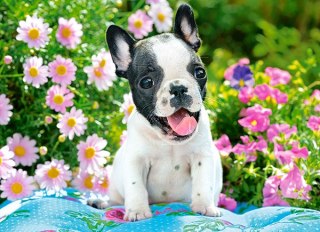 Puzzle 70 elementw French Bulldog Puppy CASTORLAND B-070152