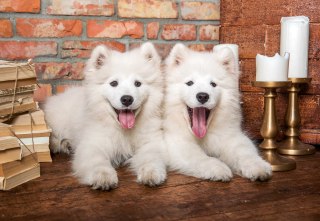Puzzle 1000 el. Samoyed Puppies Say Hello CASTORLAND C-105137