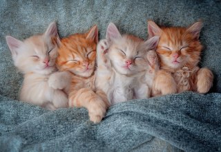 Puzzle 1000 el. The Sweetest Kittens CASTORLAND C-105144