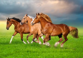 Puzzle 500 el. Horses in Spring Rush CASTORLAND B-54084