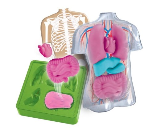 Clementoni Anatomia zestaw kreatywny 50252