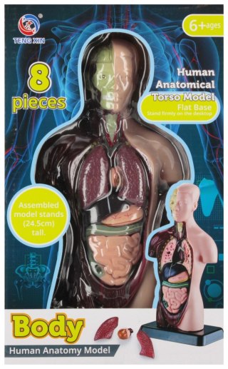 ZEST NAUKOWCA ANATOMIA CZLOWIEK 18X29X10 MC 30
